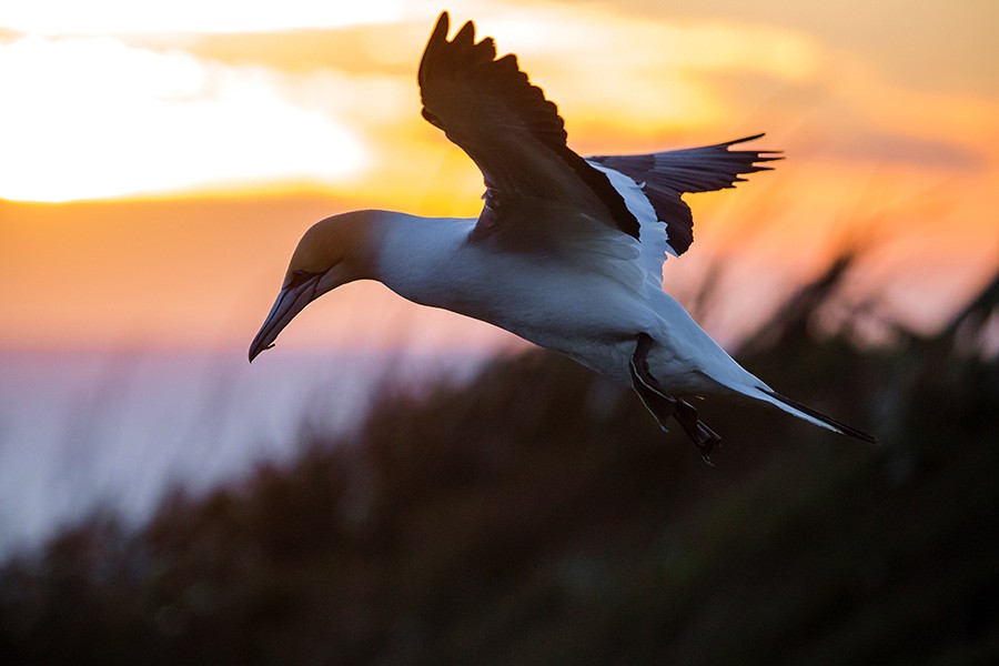 Pajaro